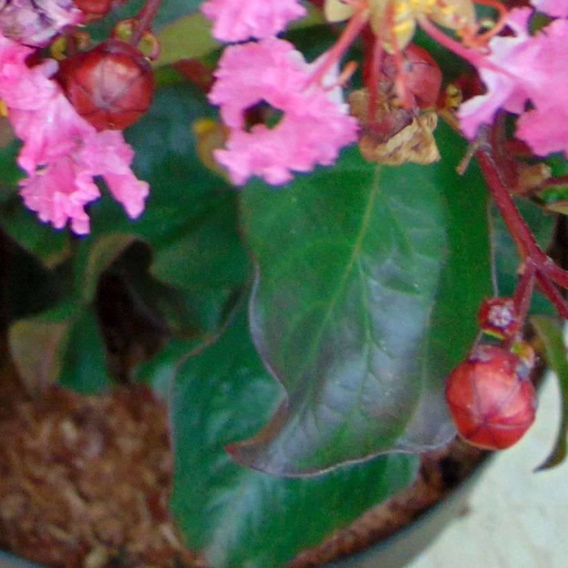 Lagerstroemia indica Rhapsody in PINK - Lilas des Indes (Feuillage)