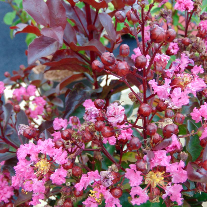 Lagerstroemia indica Rhapsody in PINK - Lilas des Indes (Floraison)