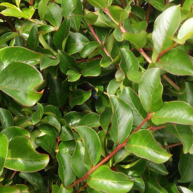 Lagerstroemia indica Bergerac - Lilas des Indes (Feuillage)