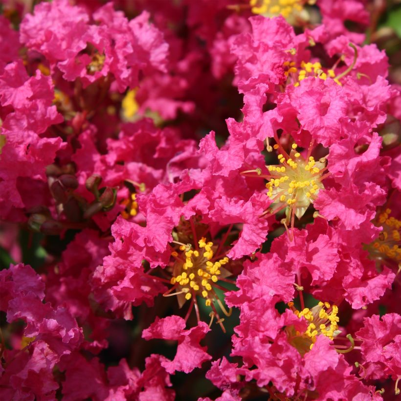 Lagerstroemia indica Bergerac - Lilas des Indes (Floraison)
