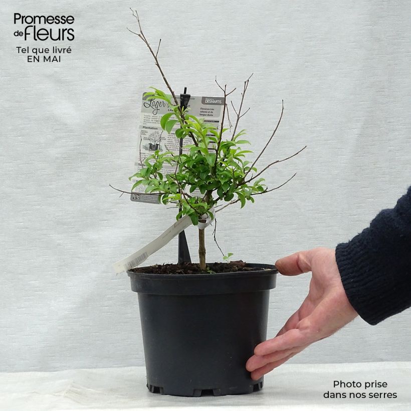 Spécimen de Lagerstroemia indica Bergerac - Lilas des Indes Pot de 3L/4L tel que livré au printemps