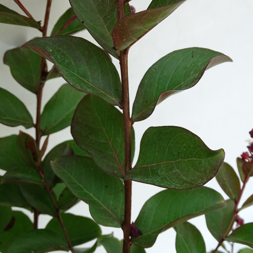 Lagerstroemia indica Berlingot Menthe - Lilas des Indes (Feuillage)