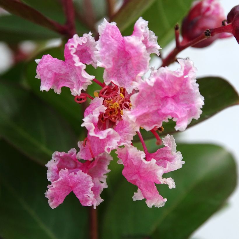 Lagerstroemia indica Berlingot Menthe - Lilas des Indes (Floraison)