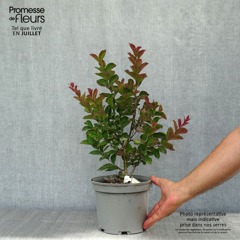 Spécimen de Lagerstroemia indica Berlingot Menthe - Lilas des Indes Pot de 3L/4L, Touffe tel que livré en été
