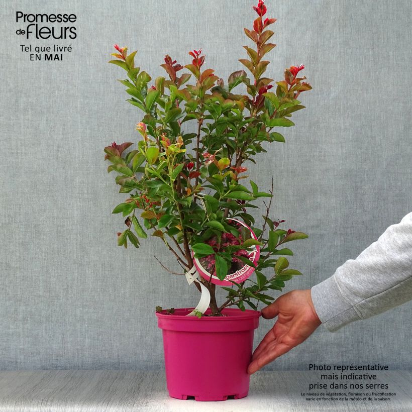Spécimen de Lagerstroemia indica Berlingot Menthe - Lilas des Indes Pot de 3L/4L tel que livré au printemps