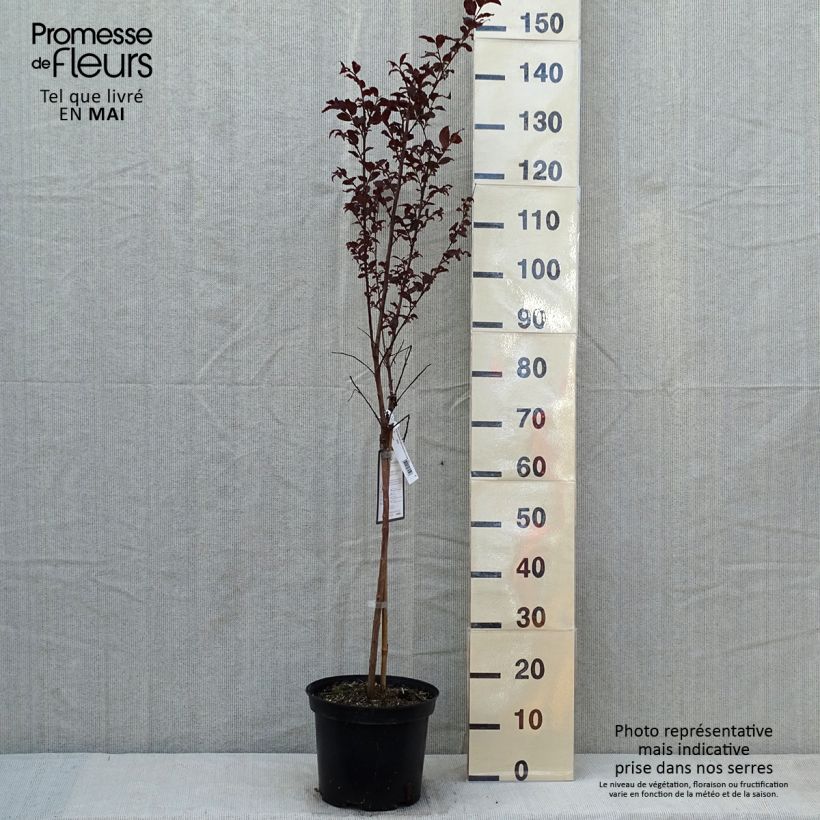 Spécimen de Lagerstroemia indica Black Diamond Lavender Lace - Lilas des Indes Pot de 7.5L/10L Demi-tige tel que livré au printemps