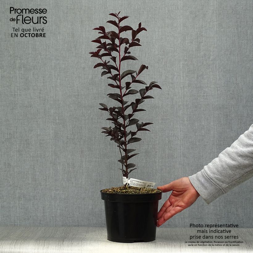 Spécimen de Lagerstroemia indica Black Solitaire® (Black Diamond) Blush - Lilas des Indes tel que livré en automne