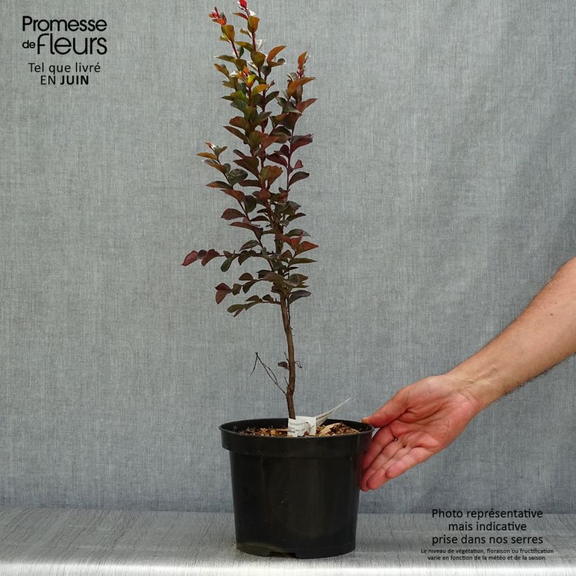 Spécimen de Lagerstroemia indica Black Solitaire® (Black Diamond) Blush - Lilas des Indes Pot de 3L/4L tel que livré en été