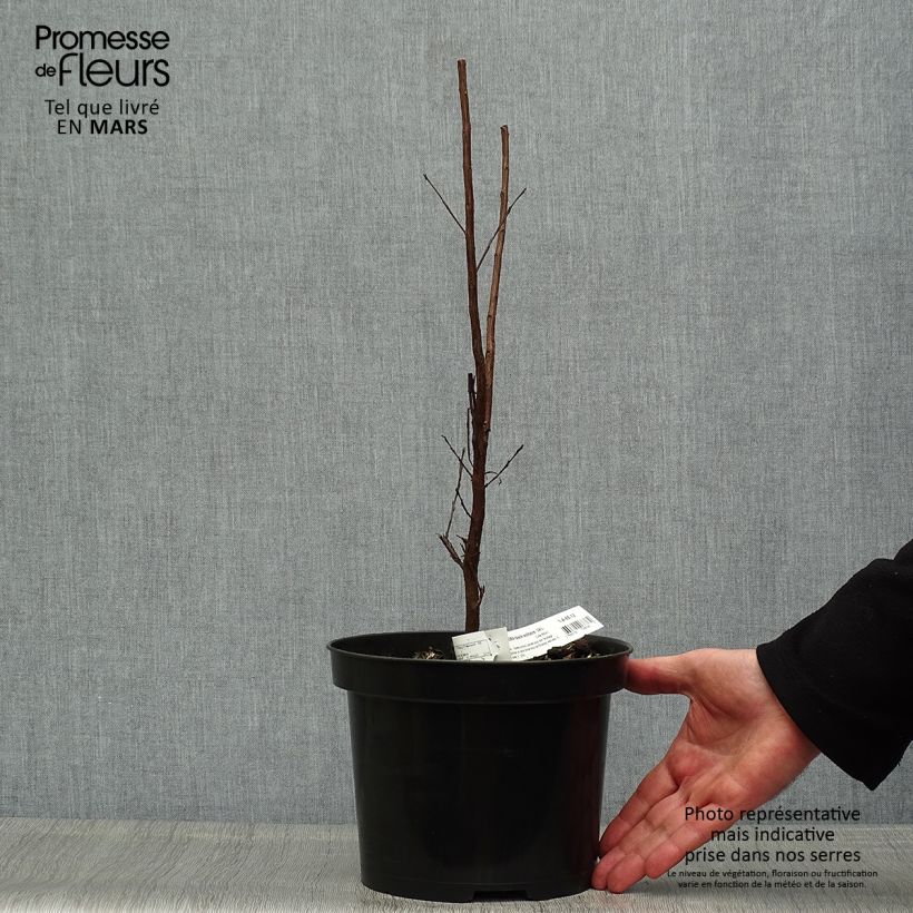 Spécimen de Lagerstroemia indica Black Solitaire® (Black Diamond) Blush - Lilas des Indes Pot de 3L/4L tel que livré au printemps