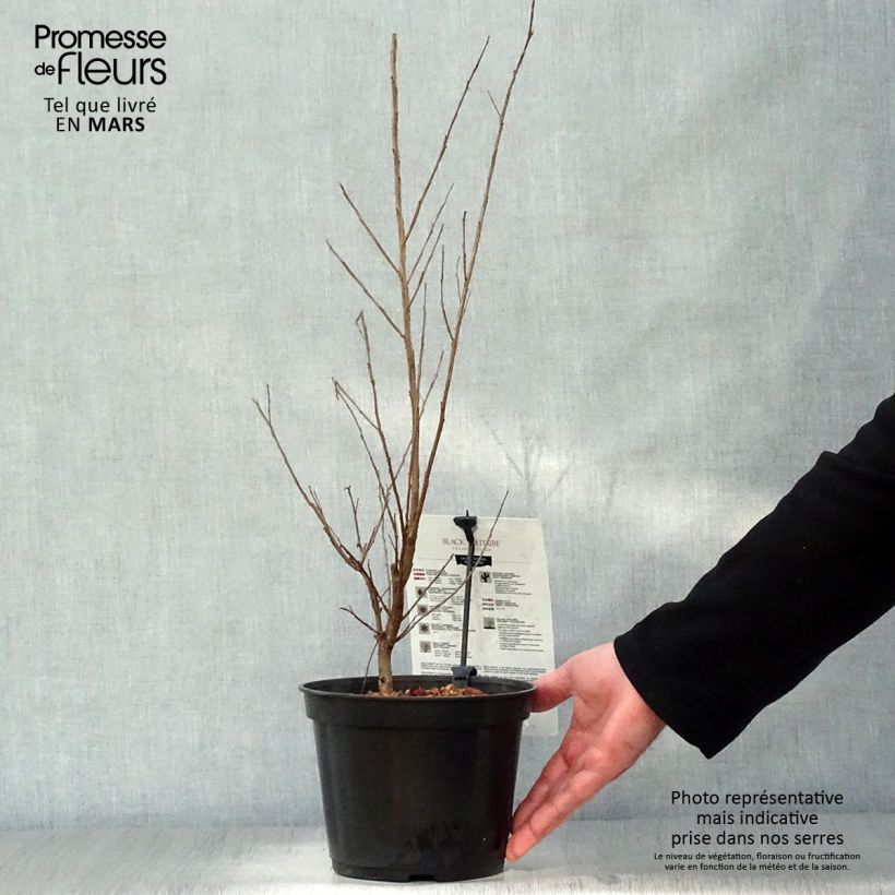 Spécimen de Lagerstroemia indica Black Solitaire (Black Diamond) Pure White - Lilas des Indes Pot de 3L/4L tel que livré au printemps