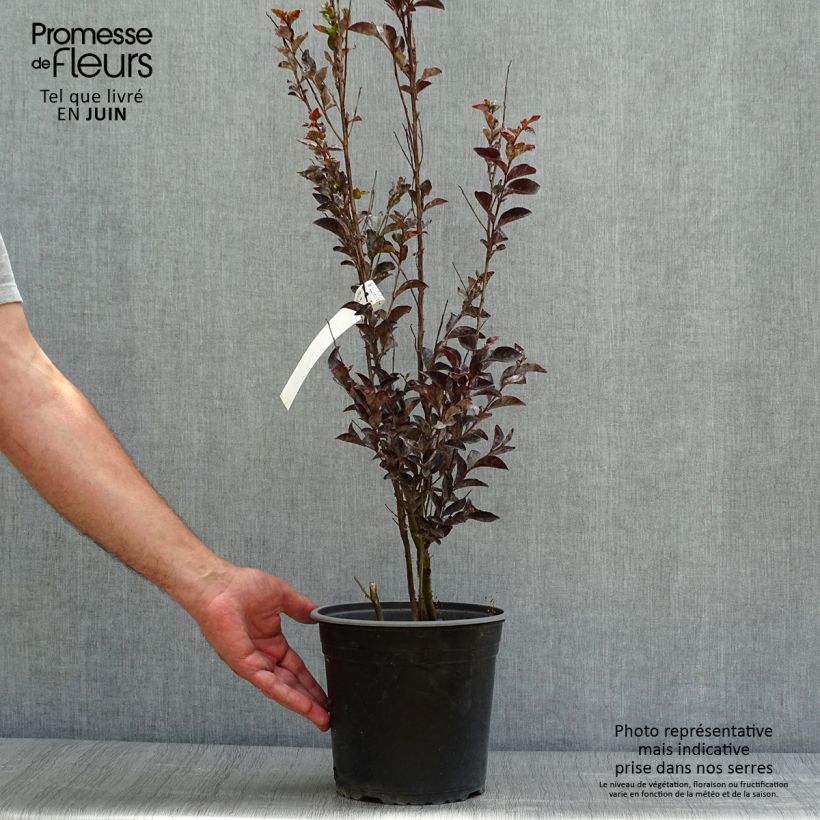 Spécimen de Lagerstroemia indica Black Solitaire (Black Diamond) Pure White - Lilas des Indes Pot de 3L/4L tel que livré en été