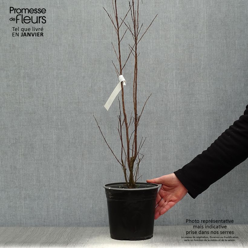 Spécimen de Lagerstroemia indica Black Solitaire (Black Diamond) Pure White - Lilas des Indes tel que livré en hiver