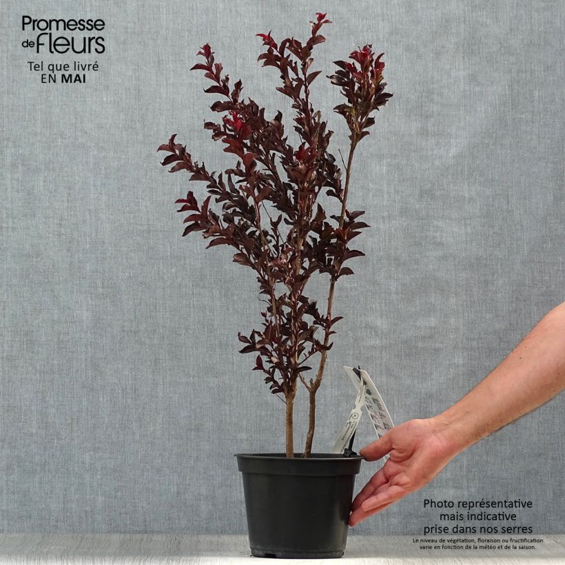 Spécimen de Lagerstroemia indica Black Solitaire (Black Diamond) Purely Purple - Lilas des Indes Pot de 3L/4L tel que livré au printemps