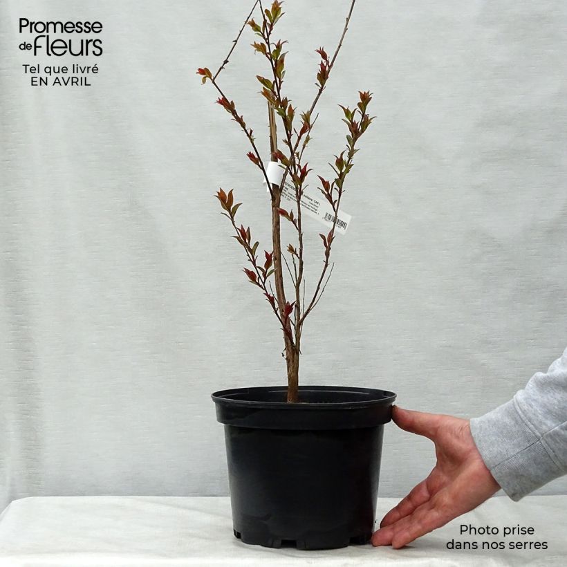 Spécimen de Lagerstroemia indica Black Solitaire (Black Diamond) Crimson Red - Lilas des Indes Pot de 3L/4LHauteur livrée env. 60/80cm tel que livré au printemps