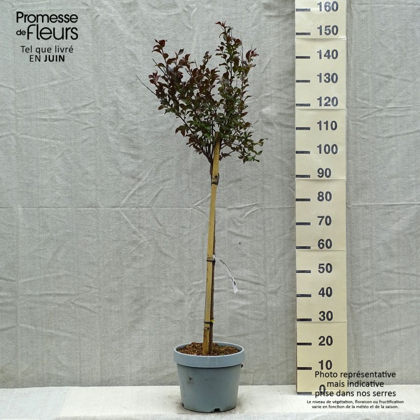Spécimen de Lagerstroemia indica Black Solitaire (Black Diamond) Shell Pink - Lilas des Indes Pot de 7,5L/10L, Demi-tigeHauteur livrée env. 100/120cm tel que livré au printemps