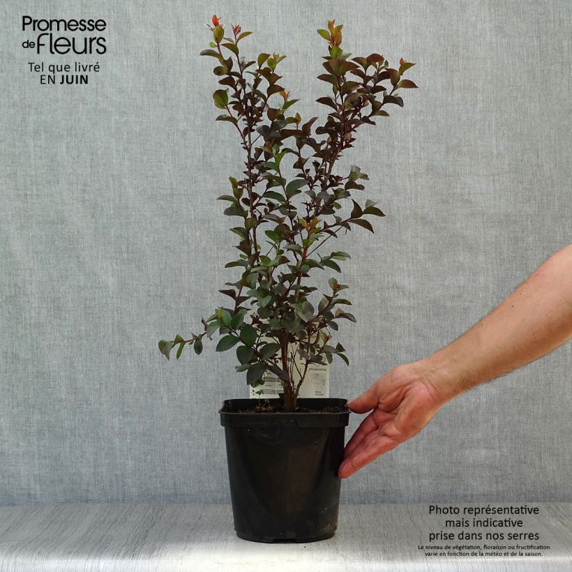 Spécimen de Lagerstroemia indica Black Solitaire (Black Diamond) Shell Pink - Lilas des Indes Pot de 3L/4L tel que livré en été