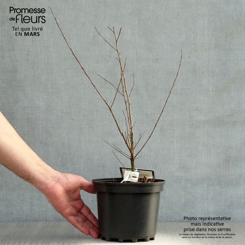 Spécimen de Lagerstroemia indica Black Solitaire (Black Diamond) Shell Pink - Lilas des Indes Pot de 3L/4LHauteur livrée env. 30/40cm tel que livré au printemps