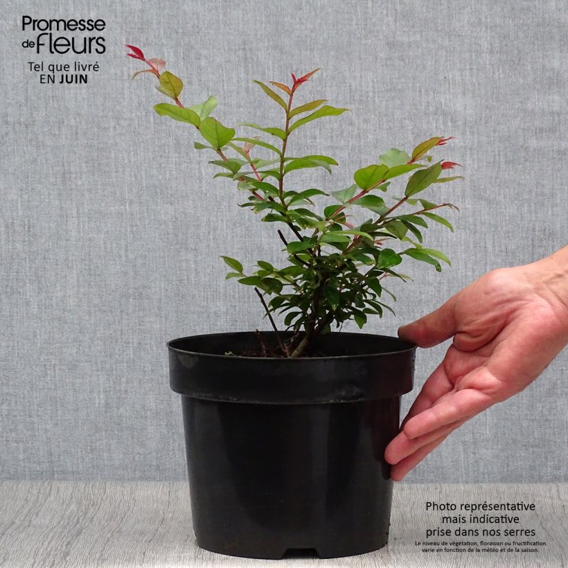 Spécimen de Lagerstroemia indica Coral Magic - Lilas des Indes Pot de 2L/3L tel que livré en été