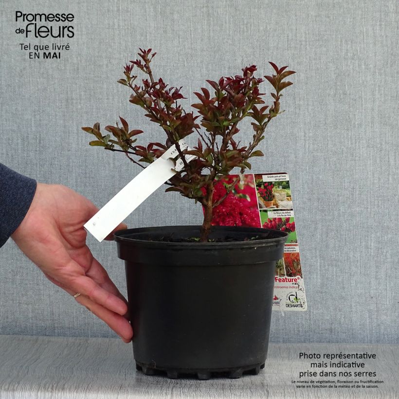 Spécimen de Lagerstroemia indica Double Feature - Lilas des Indes en pot de 2/3L tel que livré au printemps