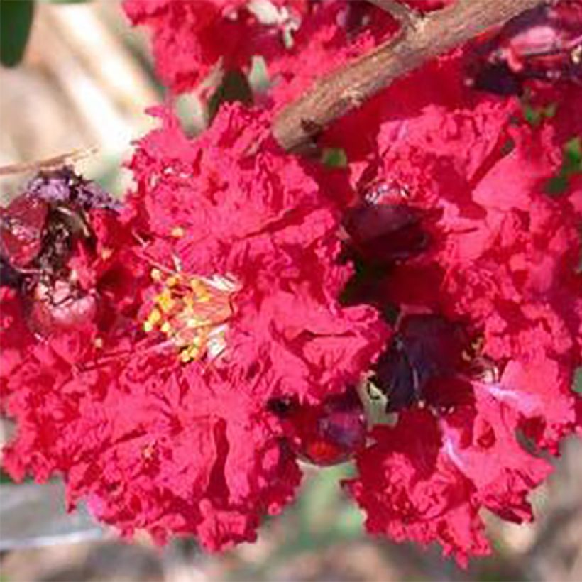 Lagerstroemia indica Dynamite  - Lilas des Indes (Floraison)