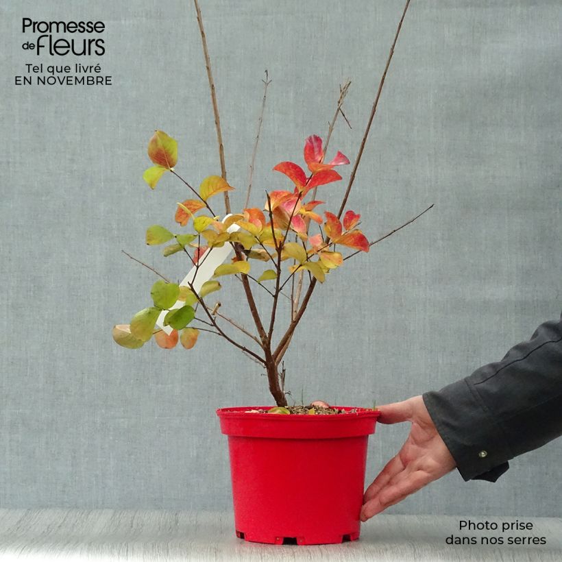 Spécimen de Lagerstroemia indica Dynamite  - Lilas des Indes Pot de 3L/4L, Touffe tel que livré en automne