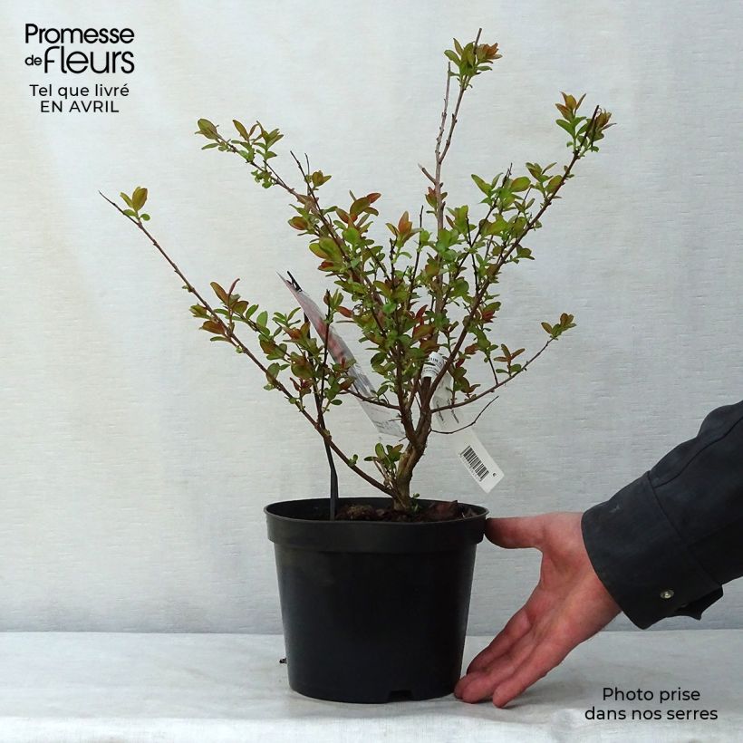 Spécimen de Lagerstroemia indica Dynamite  - Lilas des Indes Pot de 3L/4L, TouffeHauteur livrée env. 20/30cm tel que livré au printemps