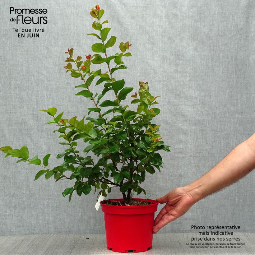 Spécimen de Lagerstroemia indica Dynamite  - Lilas des Indes Pot de 3L/4L, Touffe tel que livré en été