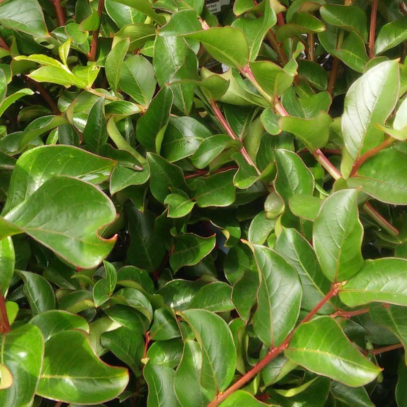 Lagerstroemia indica Fuchsia d'Eté - Lilas des Indes (Feuillage)