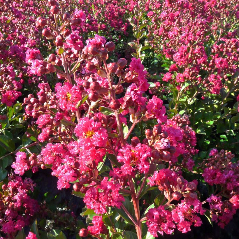 Lagerstroemia indica Fuchsia d'Eté - Lilas des Indes (Floraison)