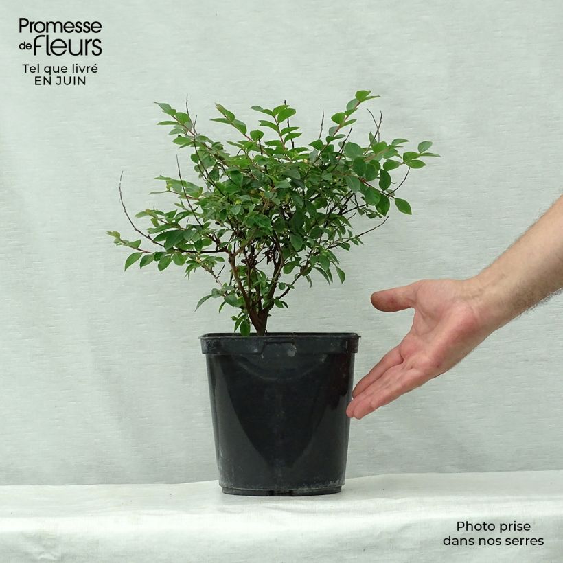 Spécimen de Lagerstroemia indica Fuchsia d'Eté - Lilas des Indes Pot de 4L/5L, Touffe tel que livré en été