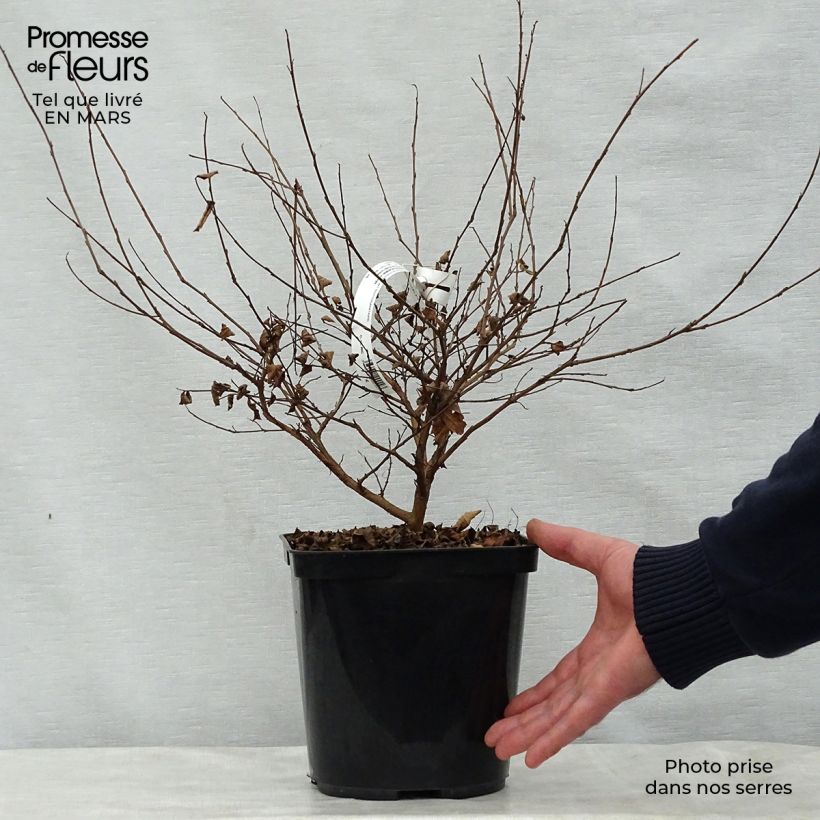 Spécimen de Lagerstroemia indica Fuchsia d'Eté - Lilas des Indes Pot de 4L/5L tel que livré au printemps