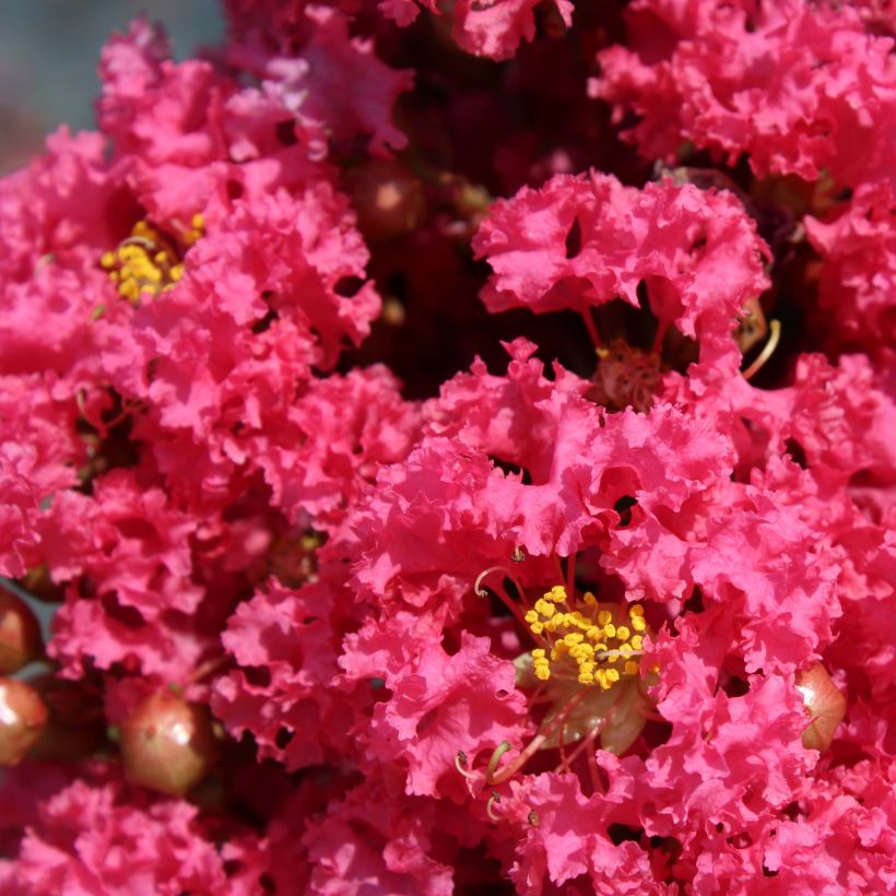 Lagerstroemia indica Grand Cru - Lilas des Indes (Floraison)