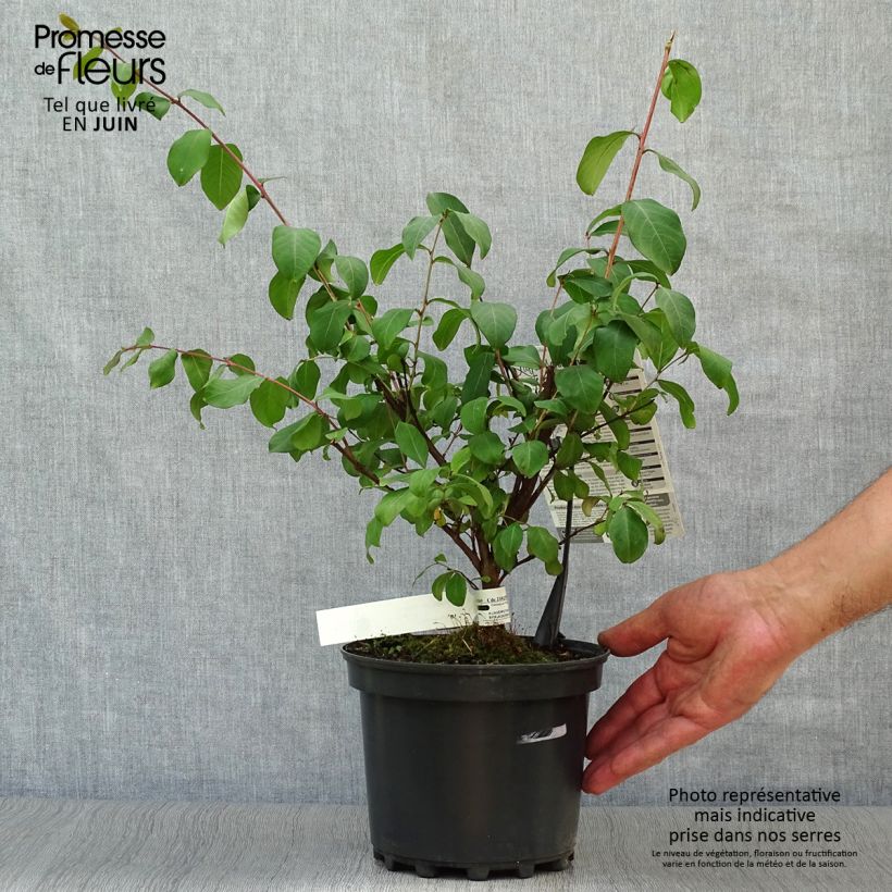 Spécimen de Lagerstroemia indica Grand Cru - Lilas des Indes Pot de 3L/4L tel que livré en été