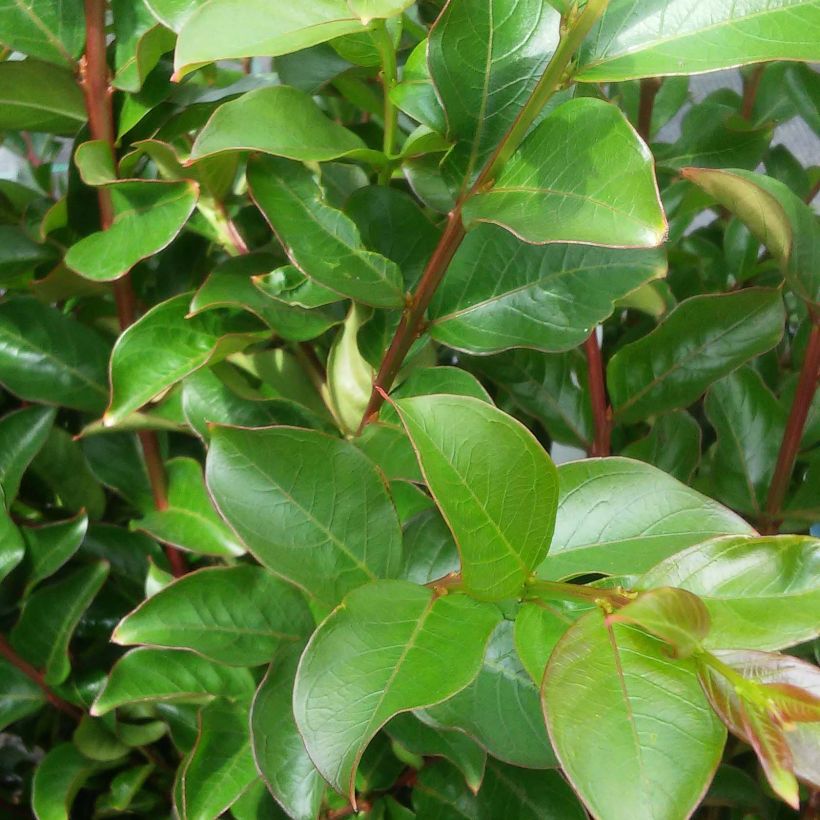 Lagerstroemia indica Houston - Lilas des Indes (Feuillage)