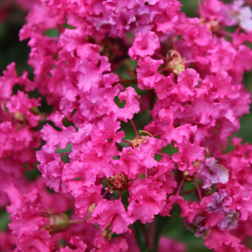 Lagerstroemia indica Houston - Lilas des Indes (Floraison)