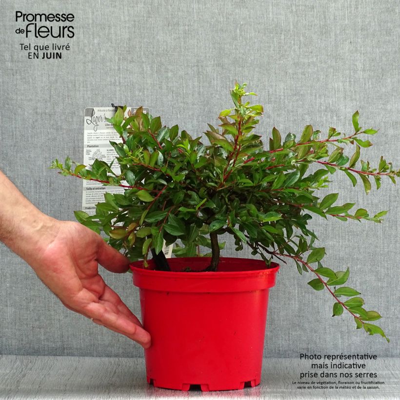 Spécimen de Lagerstroemia indica Houston - Lilas des Indes Pot de 3L/4L tel que livré en été