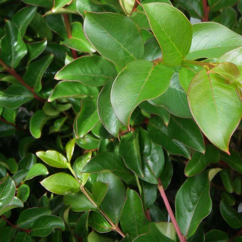 Lagerstroemia indica Jacqueline Desmartis - Lilas des Indes (Feuillage)