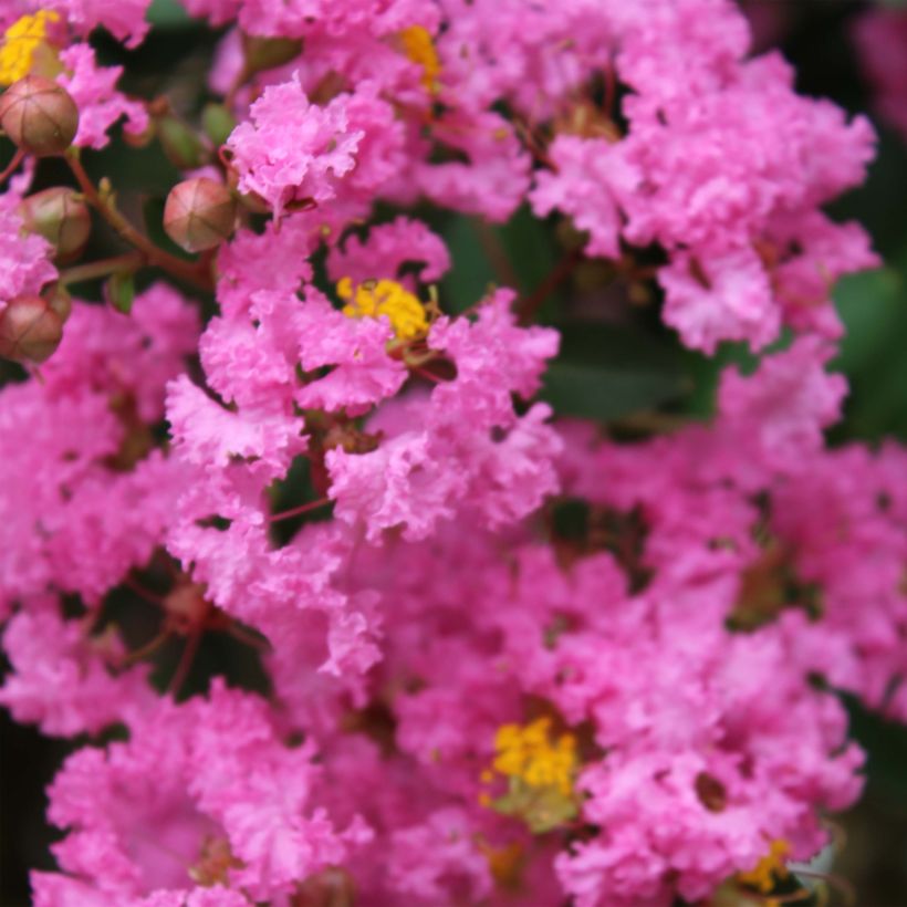 Lagerstroemia indica Jacqueline Desmartis - Lilas des Indes (Floraison)