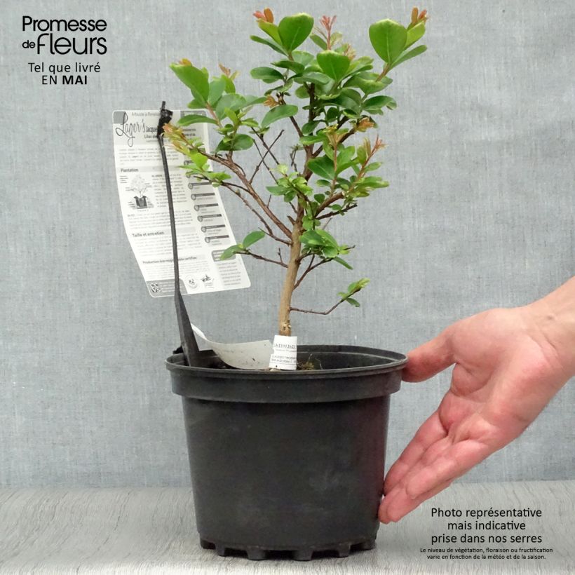 Spécimen de Lagerstroemia indica Jacqueline Desmartis - Lilas des Indes Pot de 3L/4L tel que livré au printemps