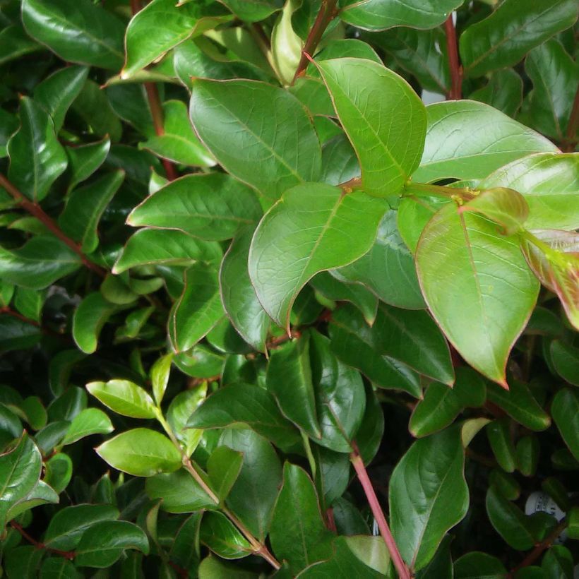 Lagerstroemia indica Jeanne Desmartis - Lilas des Indes (Feuillage)