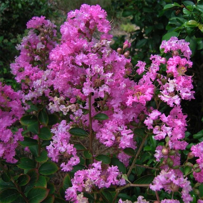 Lagerstroemia indica Jeanne Desmartis - Lilas des Indes (Floraison)