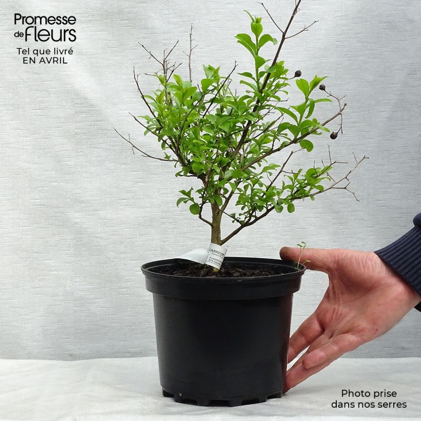 Spécimen de Lagerstroemia indica Jeanne Desmartis - Lilas des Indes Pot de 3L/4L tel que livré au printemps