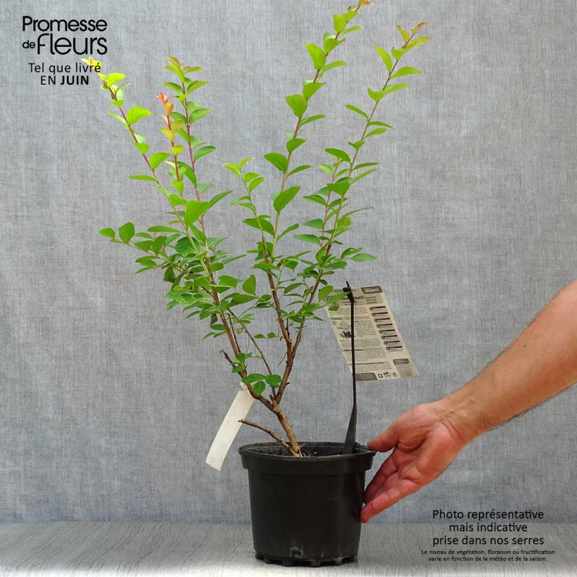 Spécimen de Lagerstroemia indica Jeanne Desmartis - Lilas des Indes Pot de 3L/4L tel que livré en été