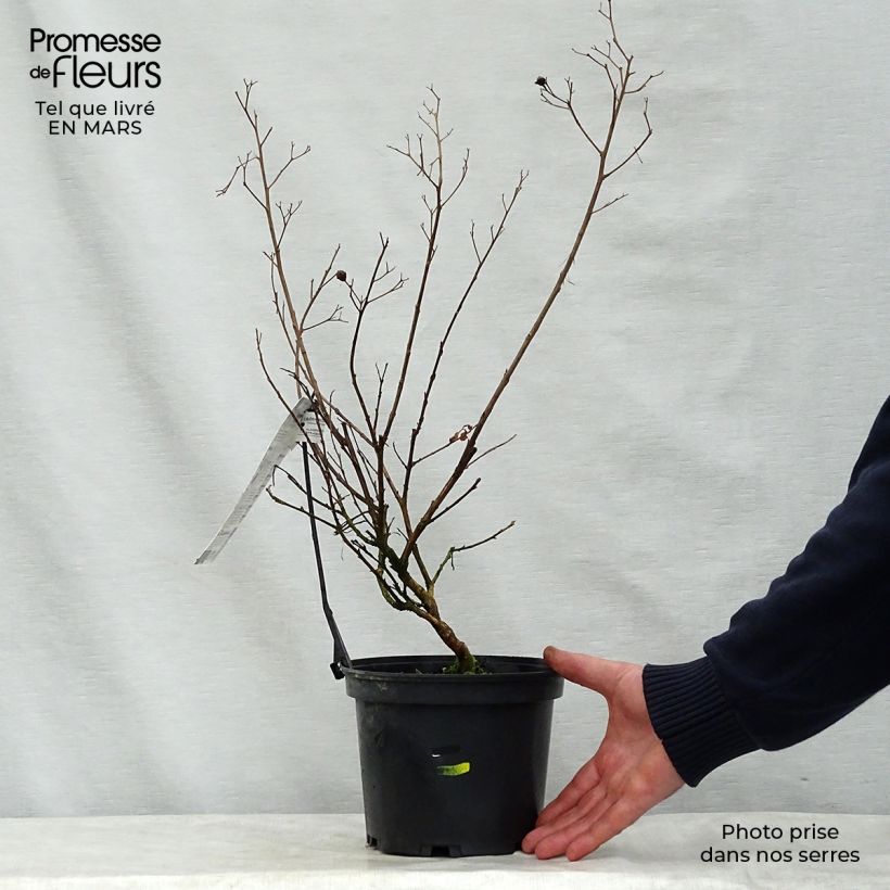 Spécimen de Lagerstroemia indica Kimono - Lilas des Indes blanc Pot de 3L/4L tel que livré au printemps