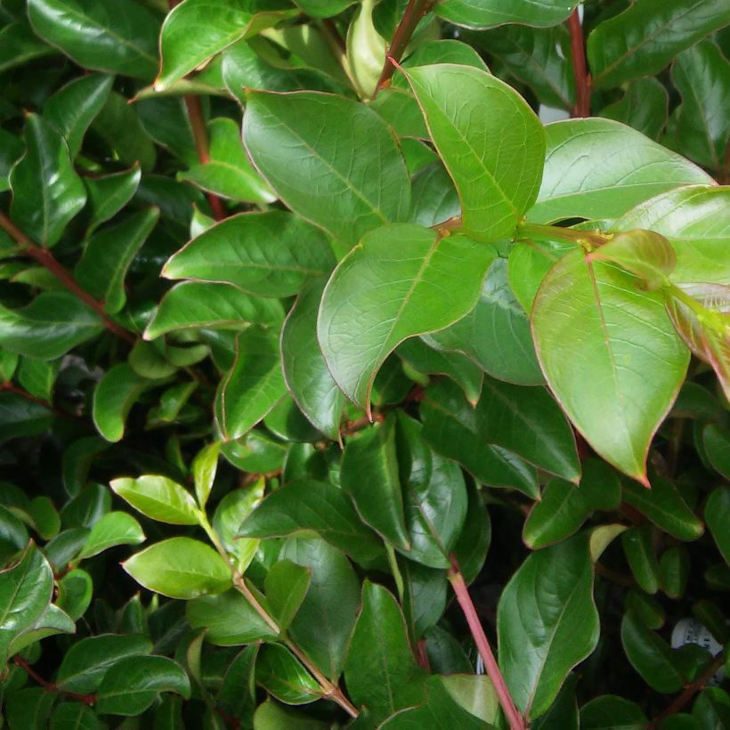 Lagerstroemia indica La Mousson - Lilas des Indes (Feuillage)