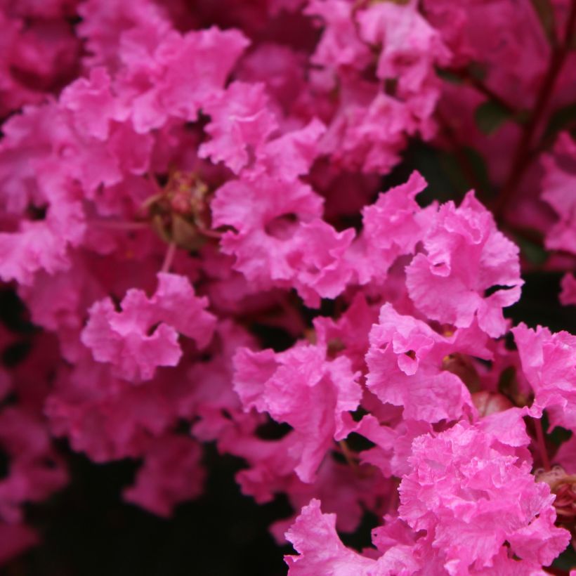 Lagerstroemia indica La Mousson - Lilas des Indes (Floraison)