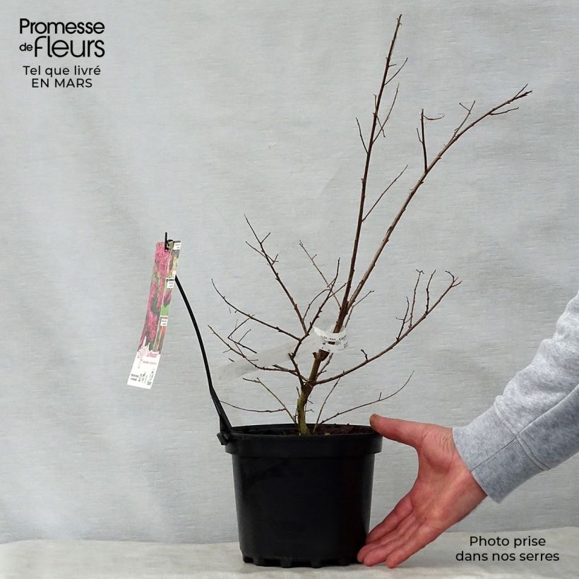 Spécimen de Lagerstroemia indica La Mousson - Lilas des Indes Pot de 3L/4L tel que livré au printemps