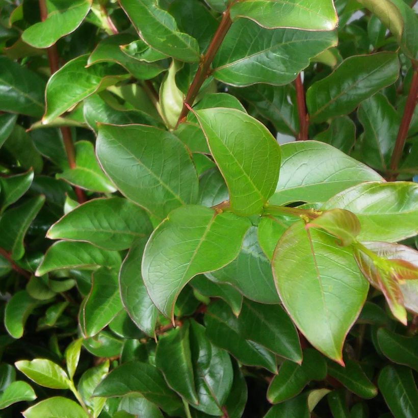 Lagerstroemia indica Margaux - Lilas des Indes (Feuillage)