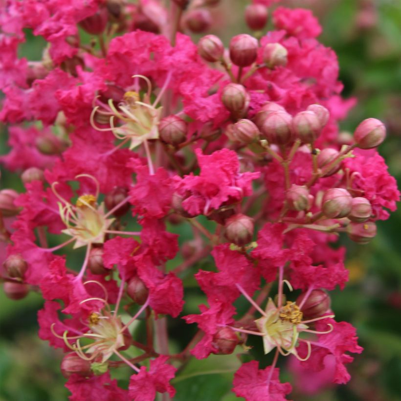 Lagerstroemia indica Margaux - Lilas des Indes (Floraison)