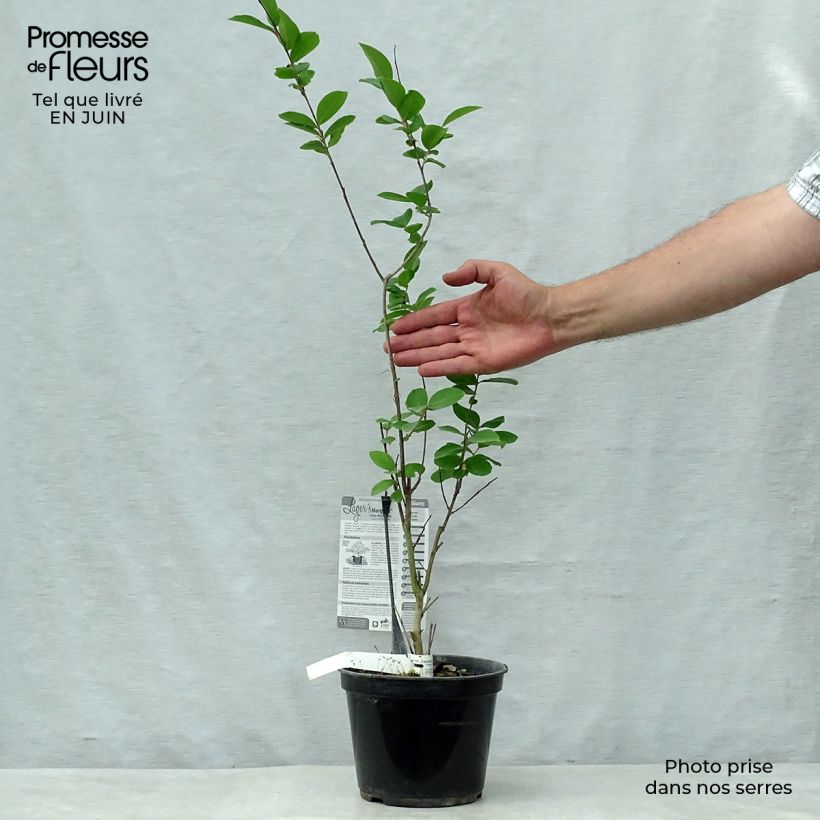 Spécimen de Lagerstroemia indica Margaux - Lilas des Indes Pot de 3L/4L tel que livré en été